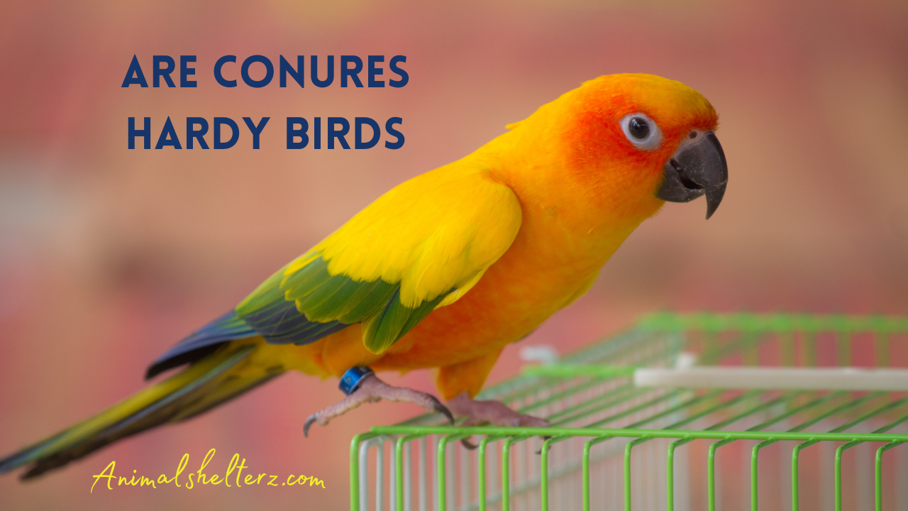 Are conures hardy birds