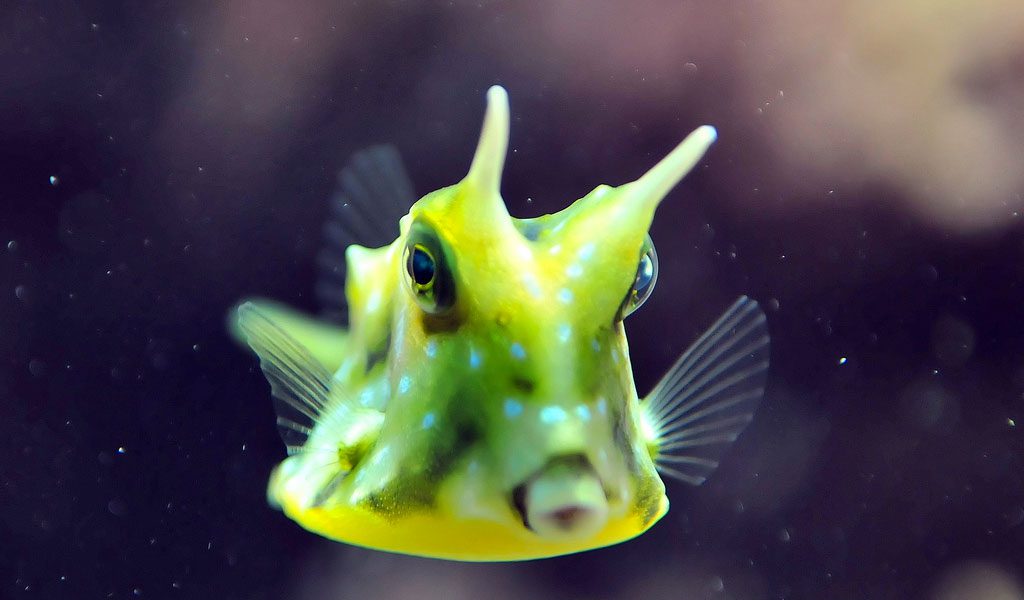 Are cowfish reef safe?