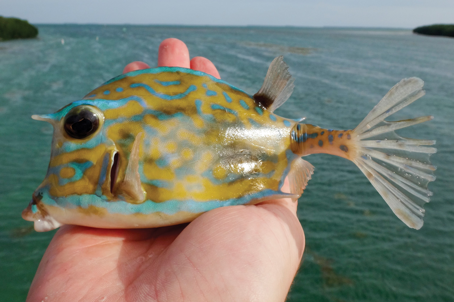 Are cowfish toxic to humans?