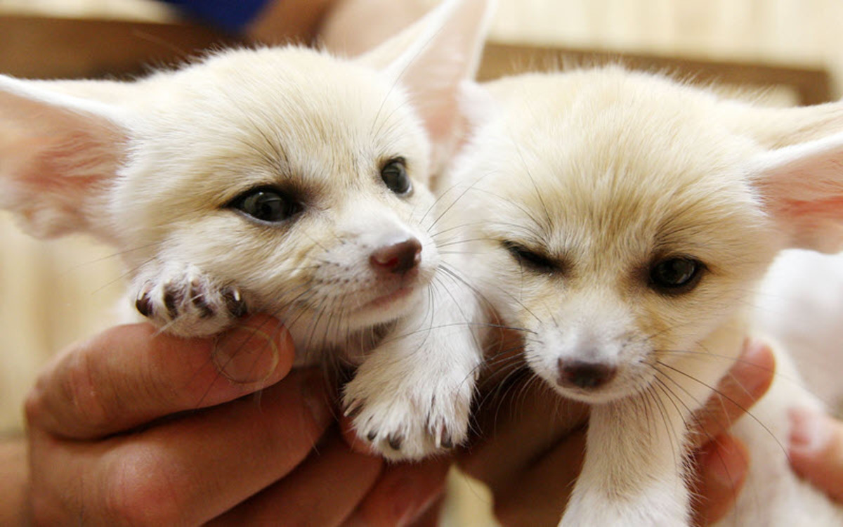 Are fennec fox good pets?