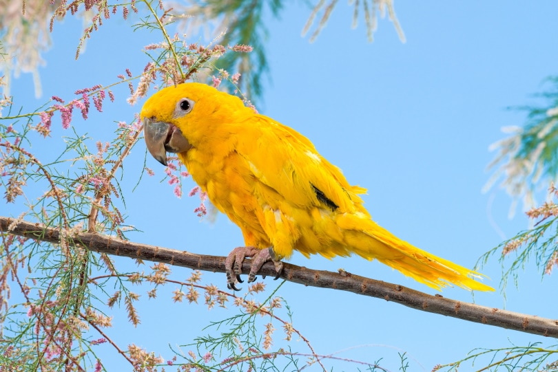 Are golden conures good pets?