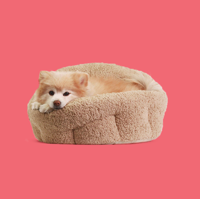 Are heated dog beds good?