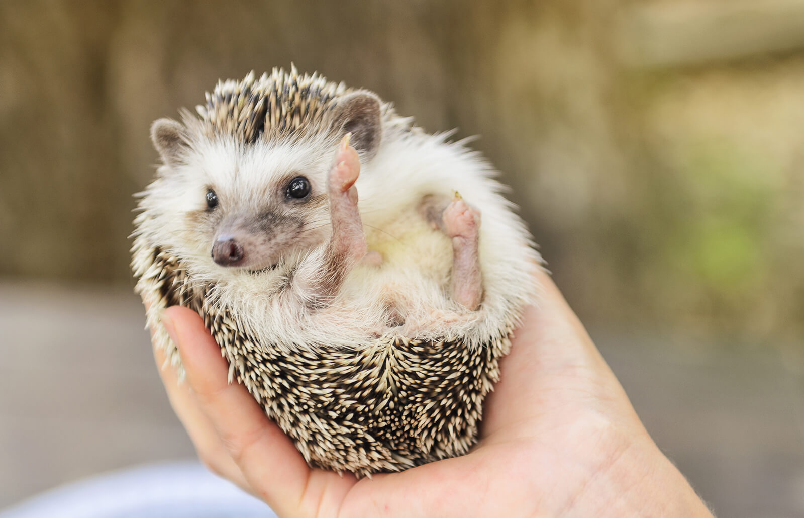 Are hedgehogs friendly?