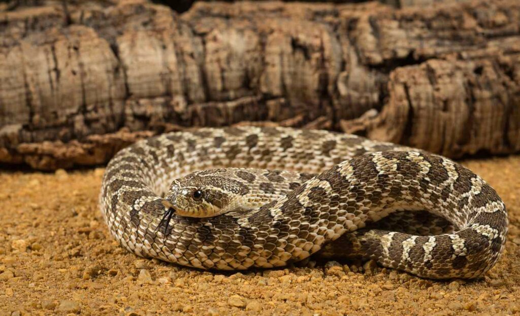 are-hognose-snakes-high-maintenance-animal-shelters