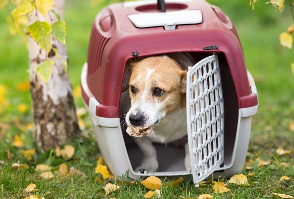 Are plastic crates better for dogs?