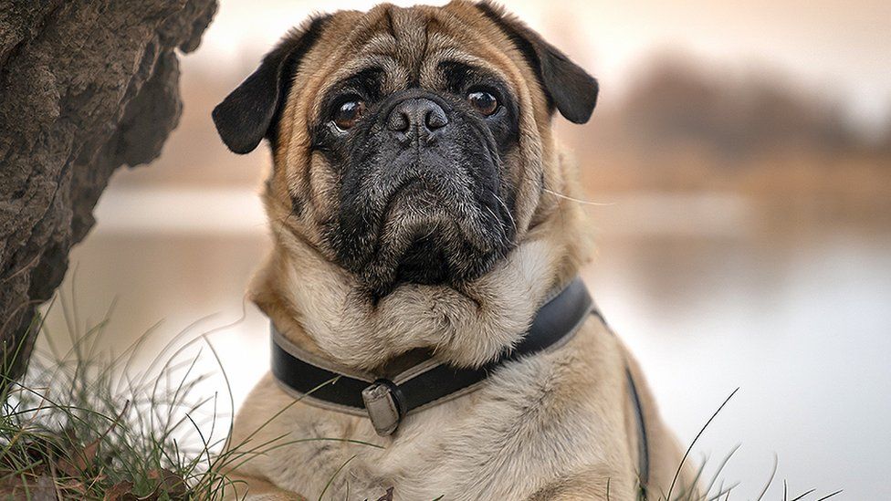 Are pugs actually suffering?