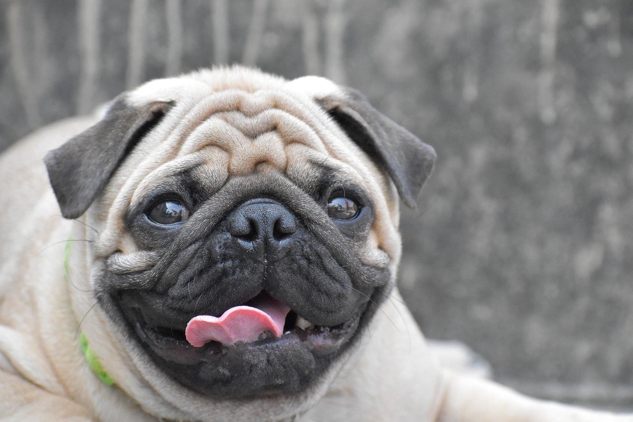 Are pugs descended from wolves?