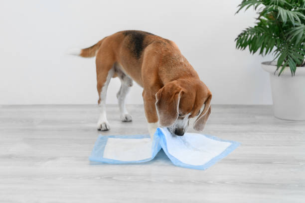 Are puppy training pads a good idea?