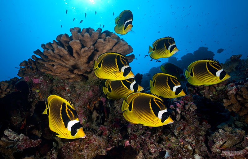 Are raccoon butterflyfish omnivores?