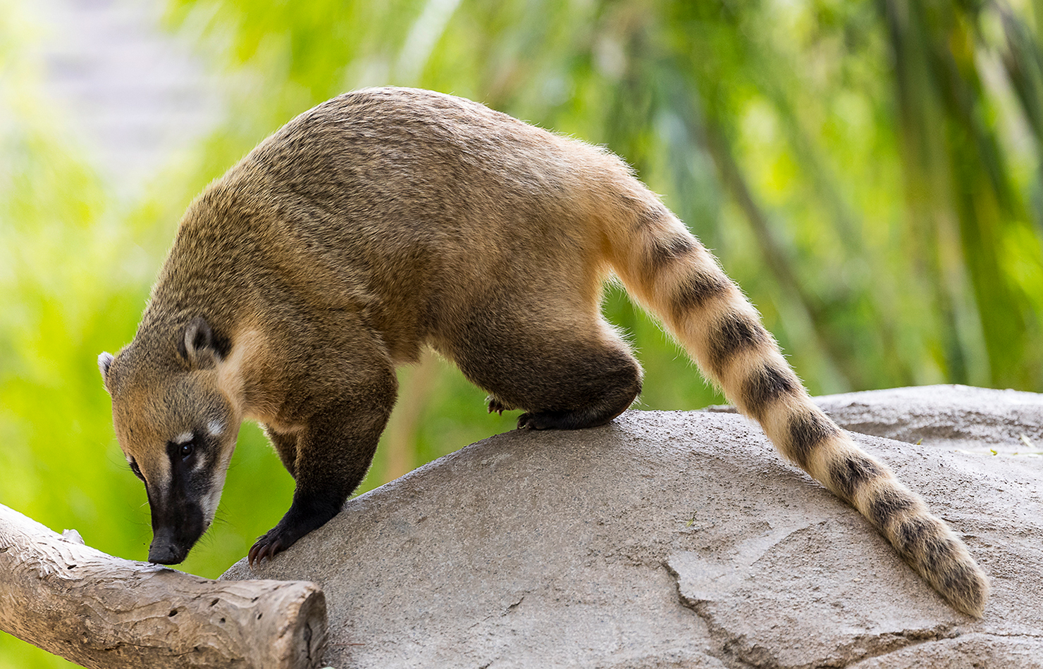 Are raccoons related to coatis?