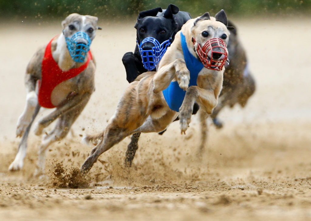 Are racing greyhounds drugged?