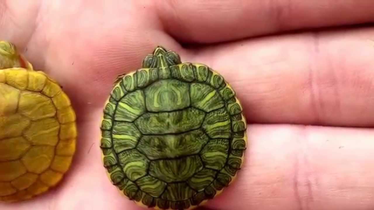 Are red-eared sliders very rare?