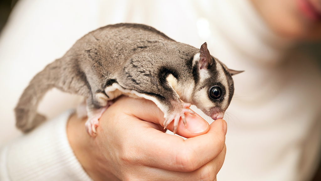 Are sugar bears and sugar gliders the same thing?