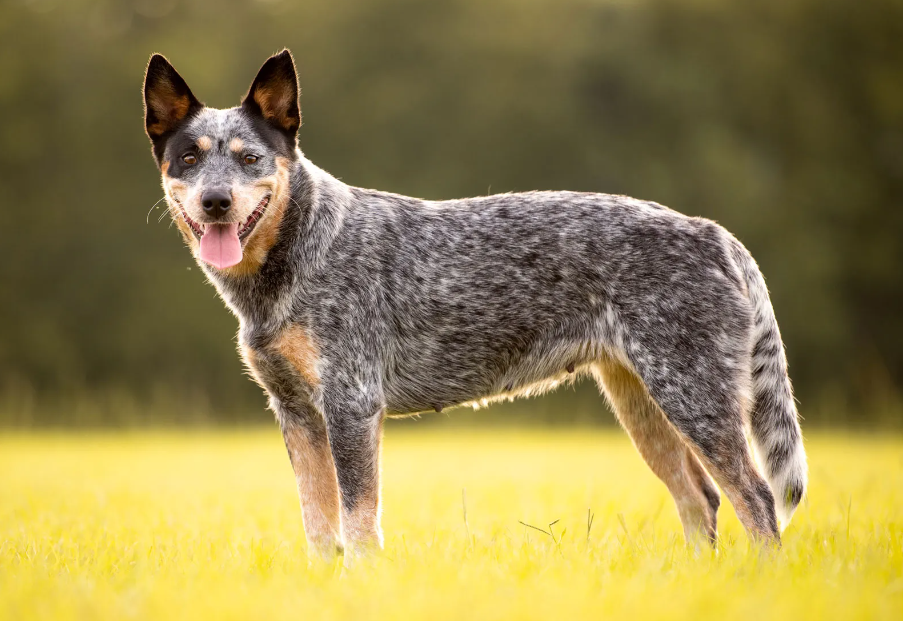 Are there different types of Blue Heeler?