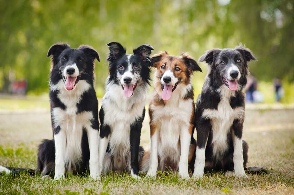 Are there different types of Border Collies?