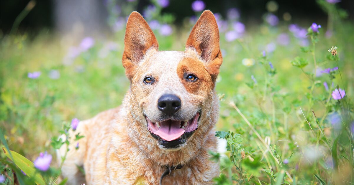 Can Blue Heelers be tan?