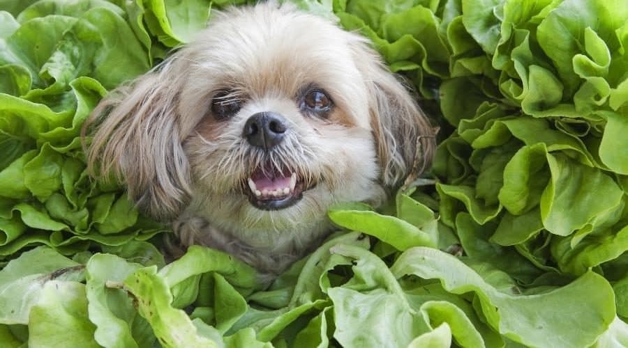 Can Greenies be bad for dogs?