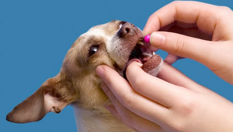 Can I give dog human antihistamine?