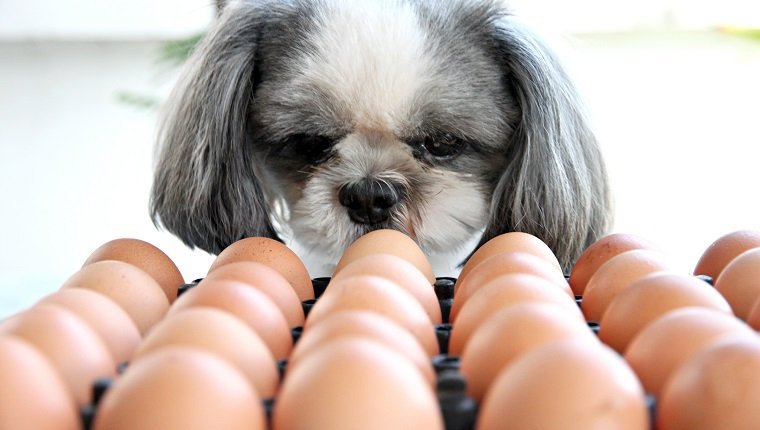 Can I give my dog an egg a day?