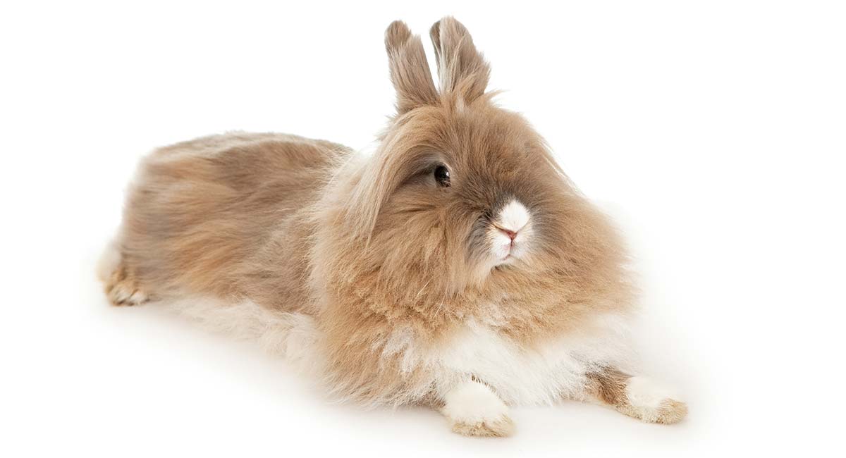 Can Lionhead rabbits live longer than 9 years?