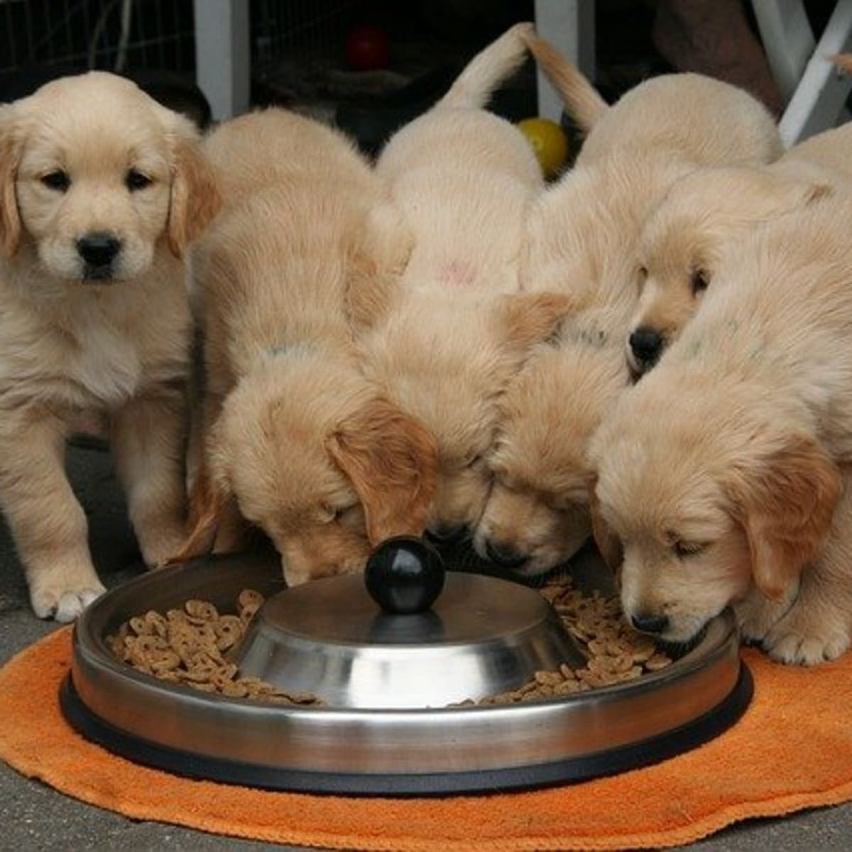 Can a 7 week old puppy eat dry food?