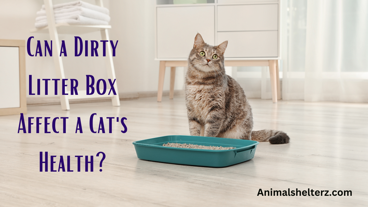Can a Dirty Litter Box Affect a Cat's Health?