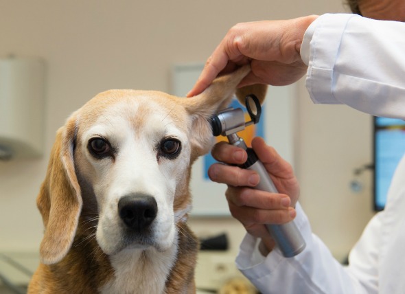 Can a dog ear hematoma heal on its own?