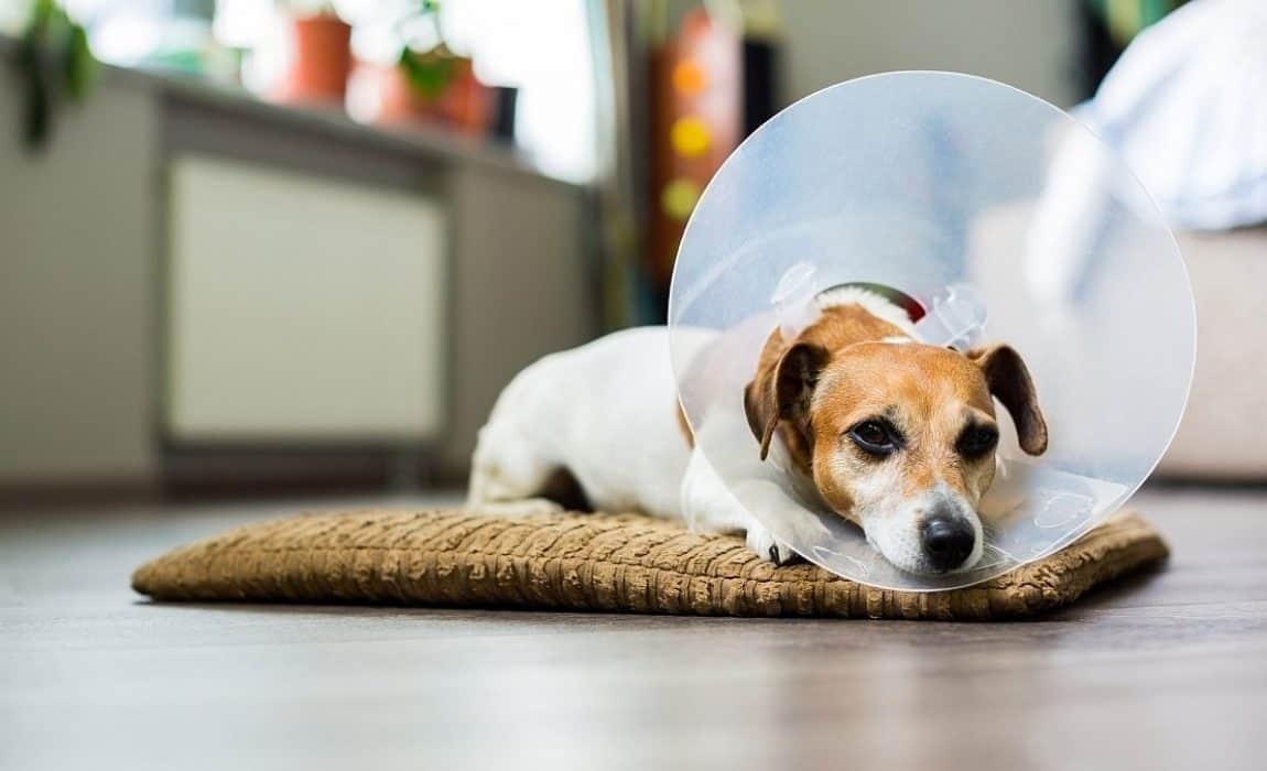 Can a dog have food and water before neutering?