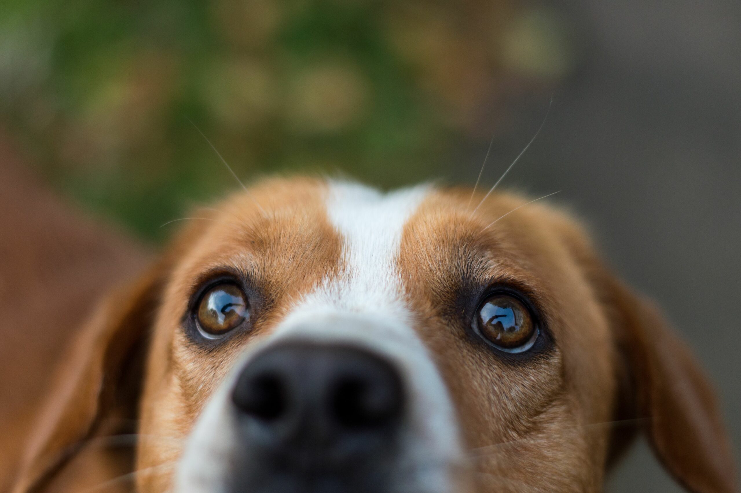 Can a dog's scratched eye heal on its own?