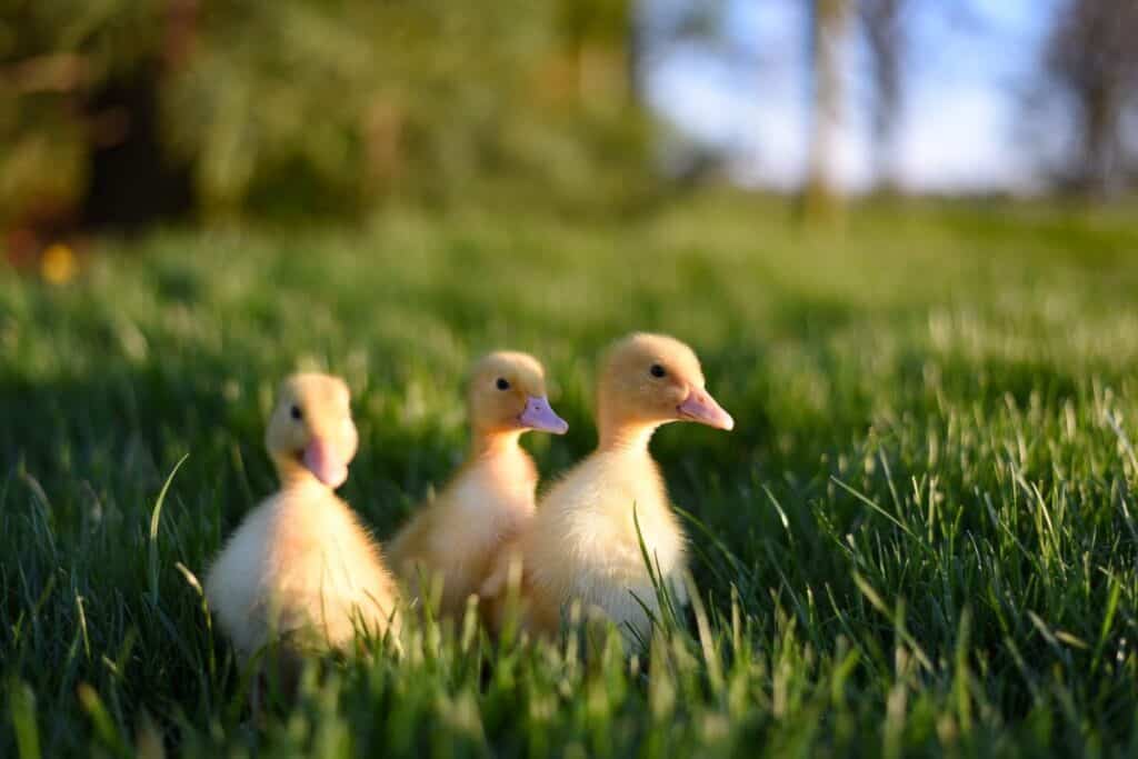 Can a duck eat apples?