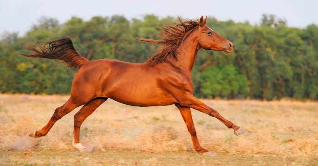Can a horse live for 35 years?
