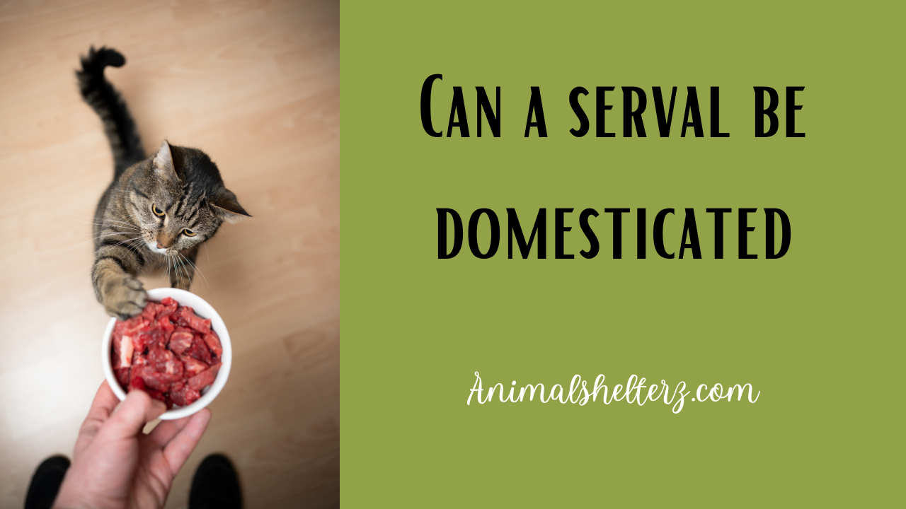 Can a serval be domesticated