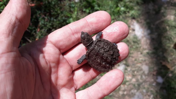 Can a snapping turtle bite your finger off?