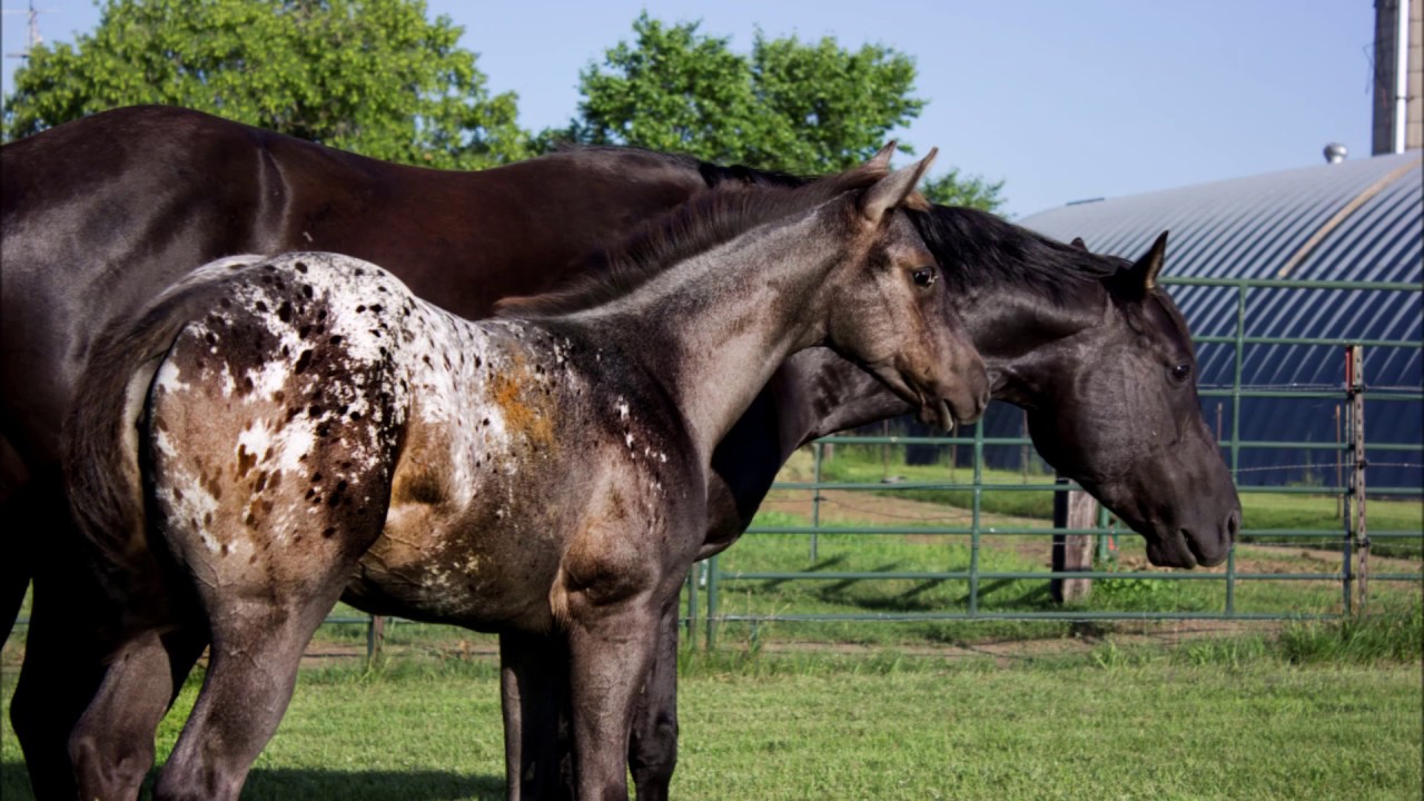 Can an Appaloosa be a roan?