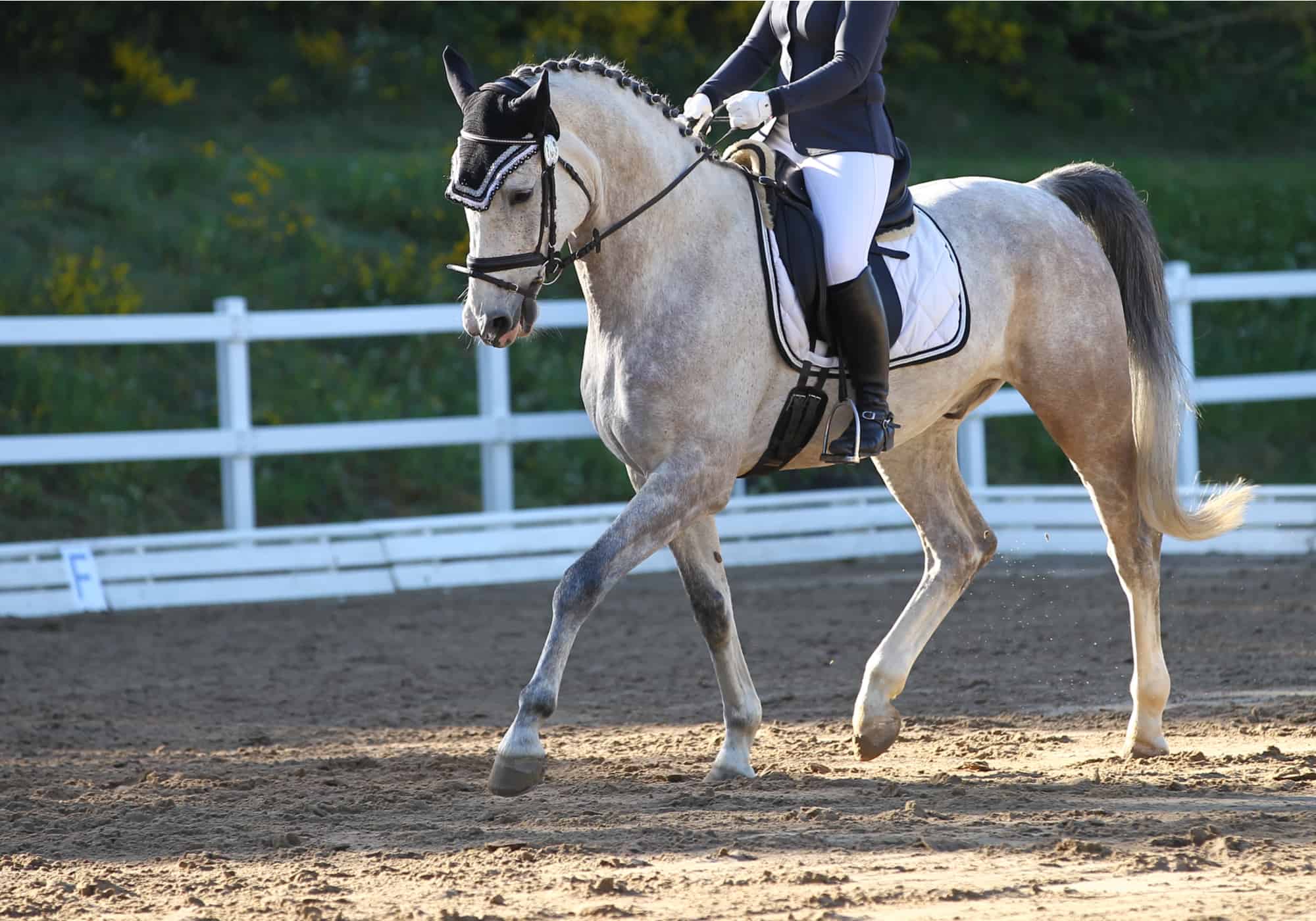 Can any horse be gaited?