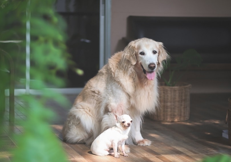 Can big dogs live with small dogs?