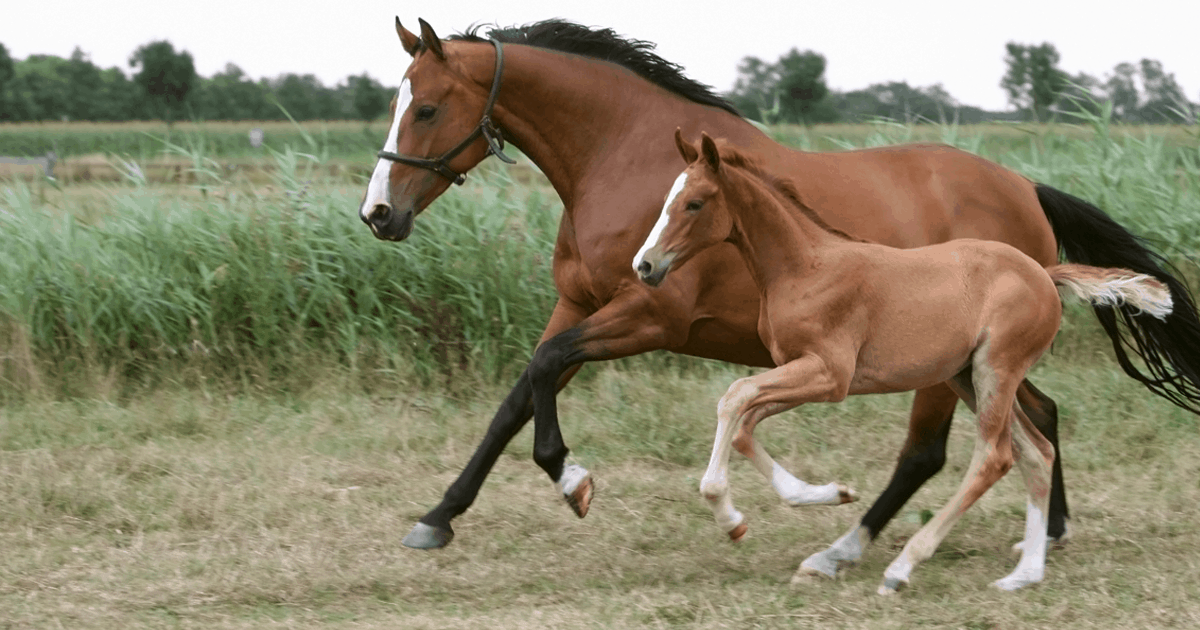 Can broodmares be ridden?