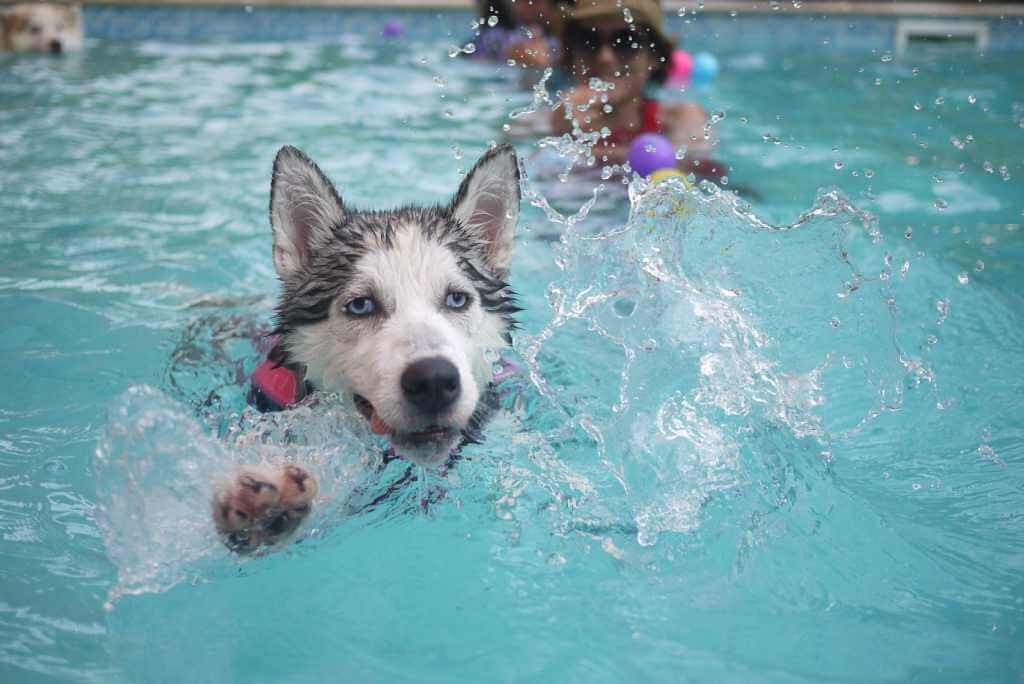 Can chlorine water hurt dogs?