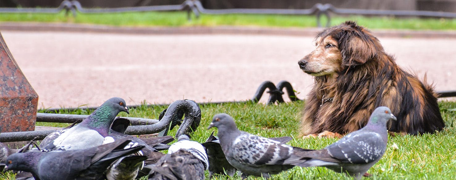Can dogs and birds live together?
