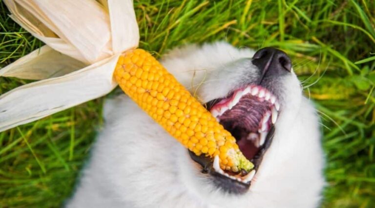 Can dogs eat corn daily?