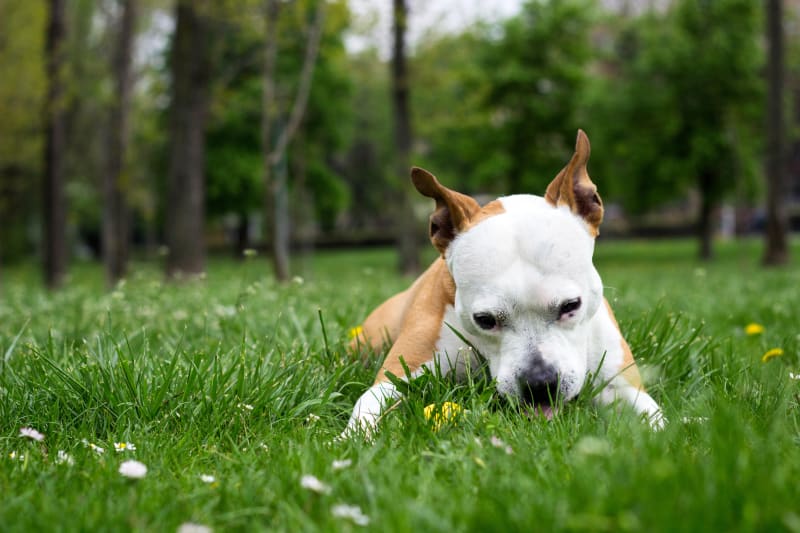 Can dogs get sick from eating fertilizer?