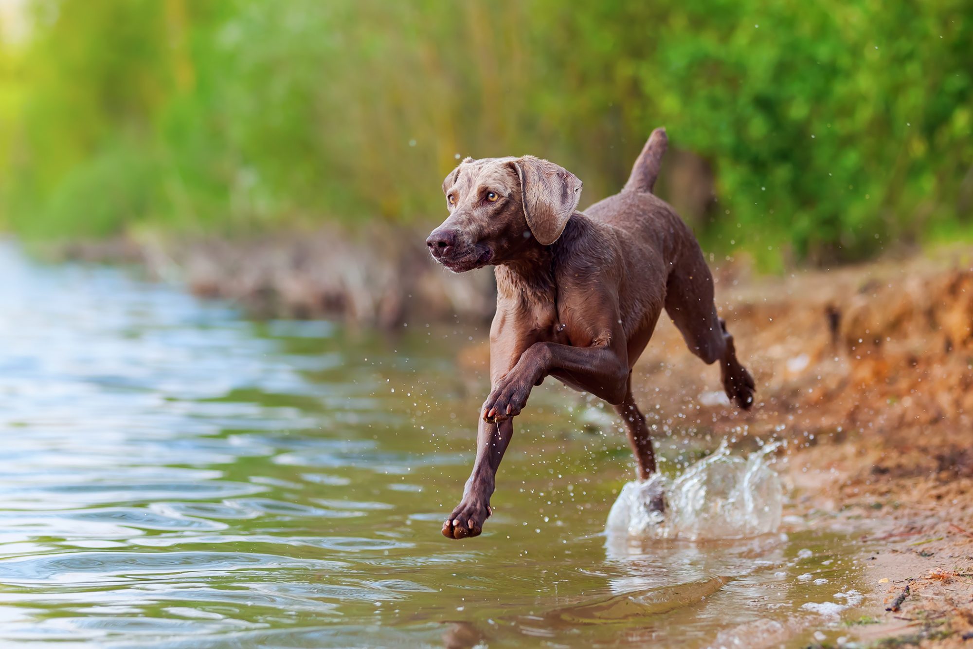 Can dogs hunt by themselves?