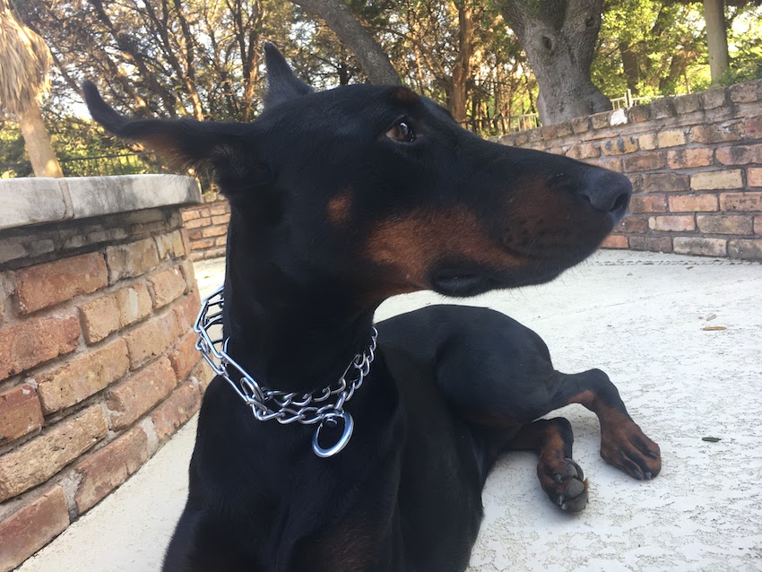 Can dogs wear chain necklaces?
