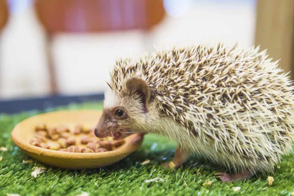 Can hedgehogs eat ice cream?