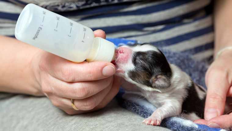 Can humans drink dog milk?