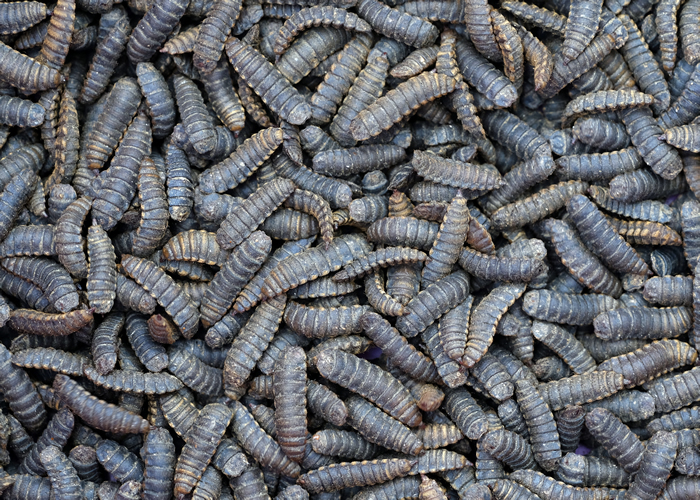 Can maggots live in a dog's stomach?