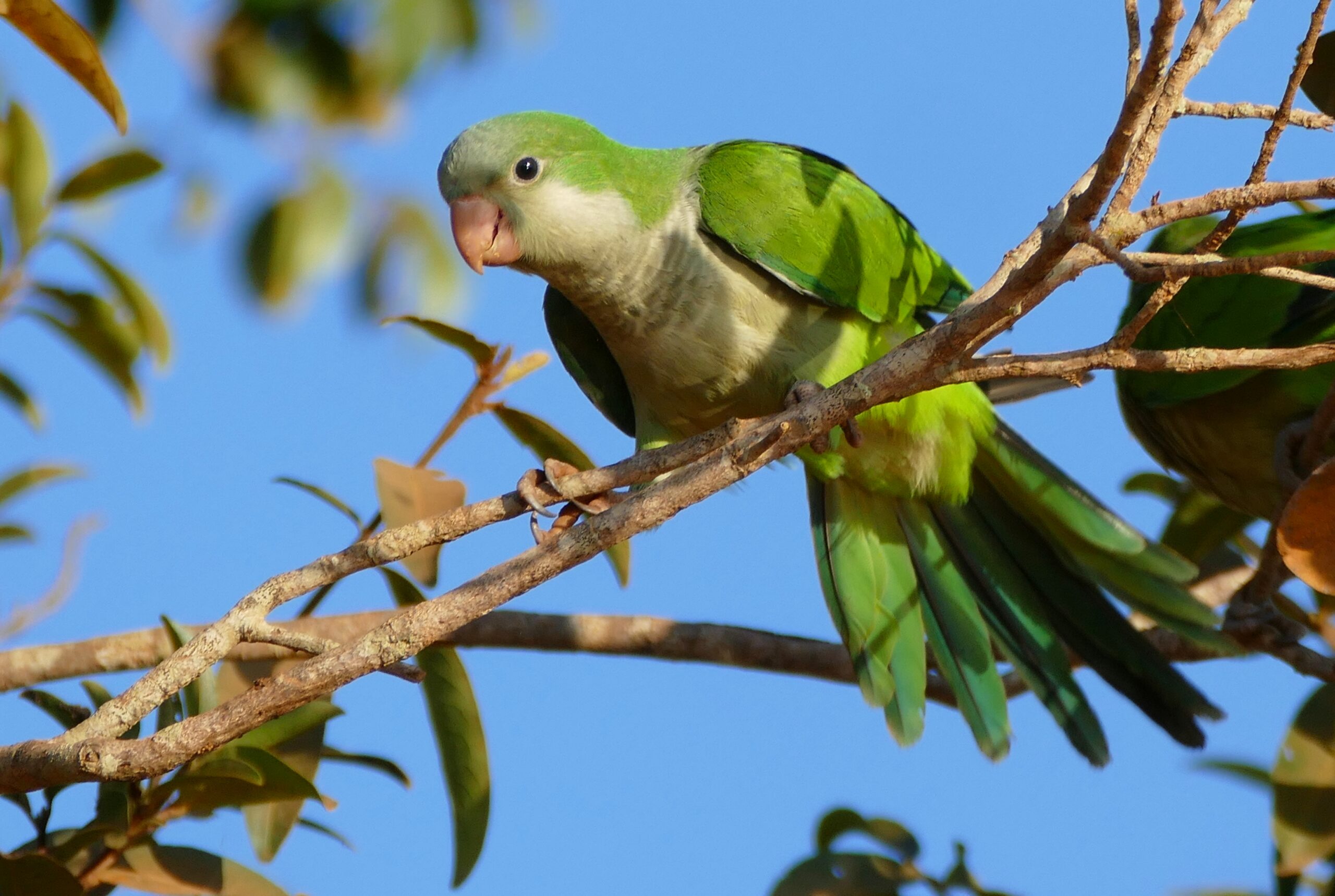 Can parakeets survive in Florida?