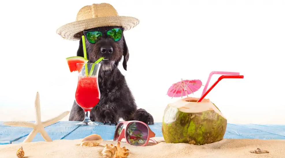 Can pets drink coconut water?