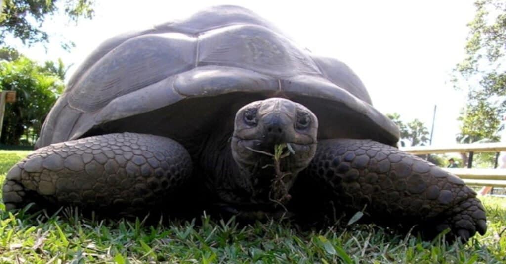 Can tortoises live for 500 years?