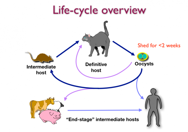 Can toxoplasmosis be cured without treatment?